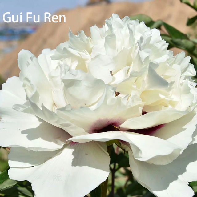 Gui Fu Ren,white Tree Peony,20-45cm