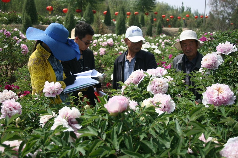 Our Scientific Researchers Record The Growth of Peonies in The Field