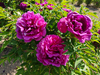 Peonies of Different Colors2