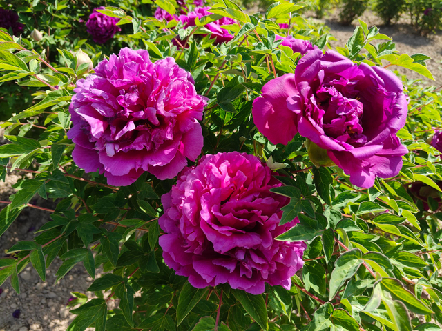 Peonies of Different Colors2