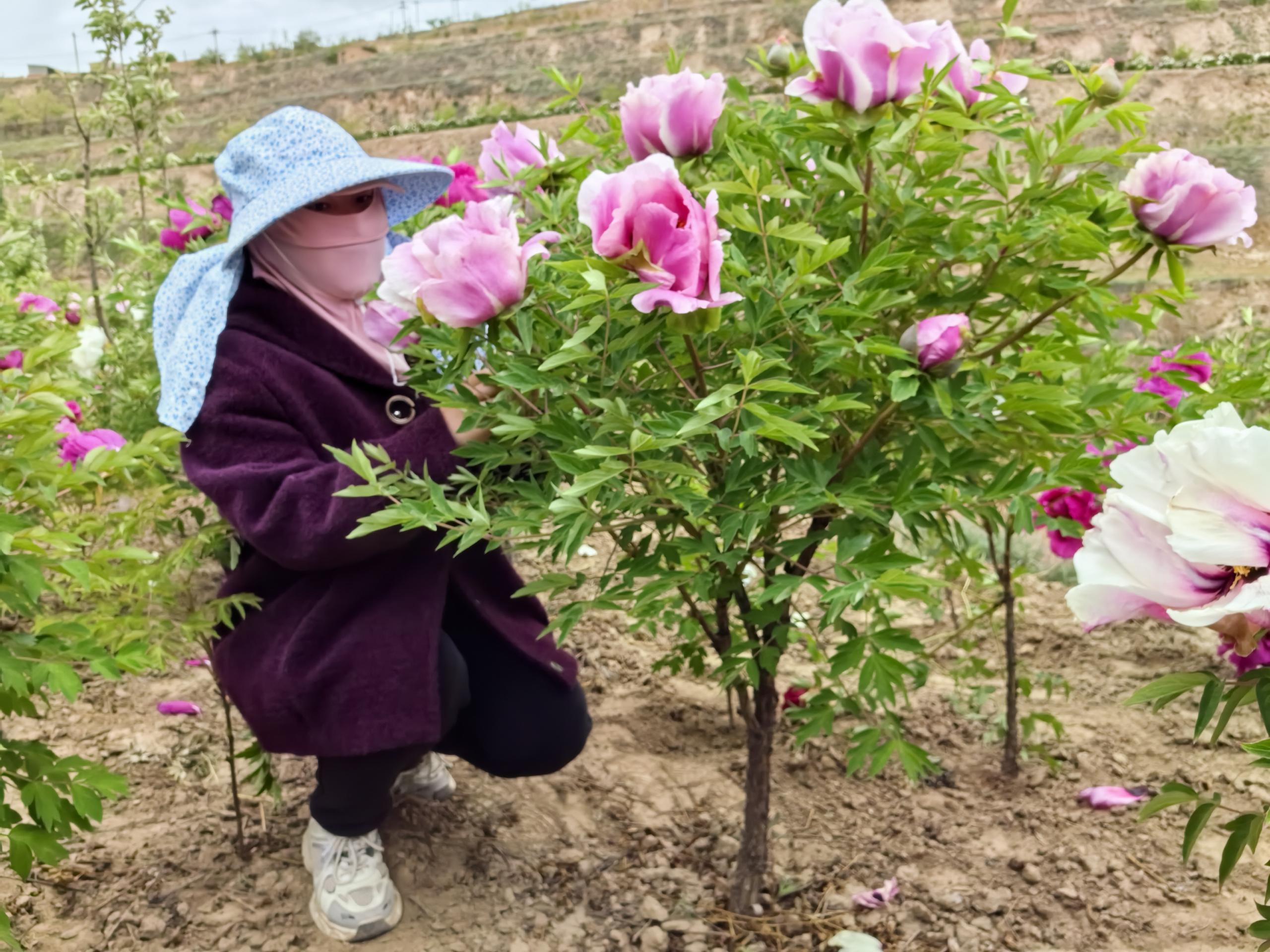 single stem tree peony