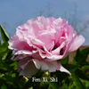 Fen Xi Shi, a Pink Chinese Tree Peony Variety Seedling