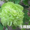 Yu Qi Ling Green Chinese Peony 2-4 Branches