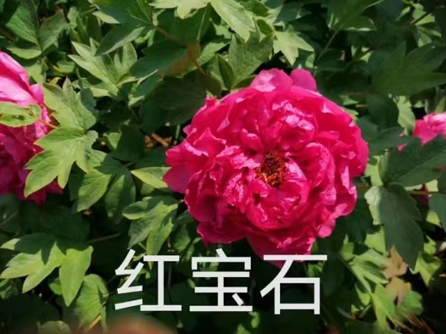 Hong Bao Shi Chinese Peony 2-4 Branches