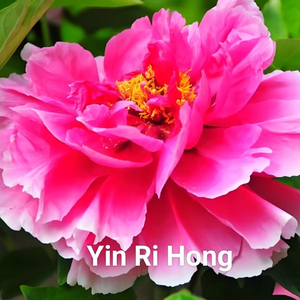 Ying Ri Hong Red Chinese Peony 2-4 Branches