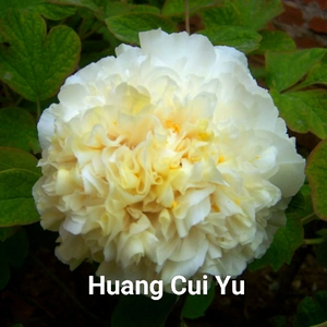 Huang Cui Yu White Peony Central Plains Peony white peony