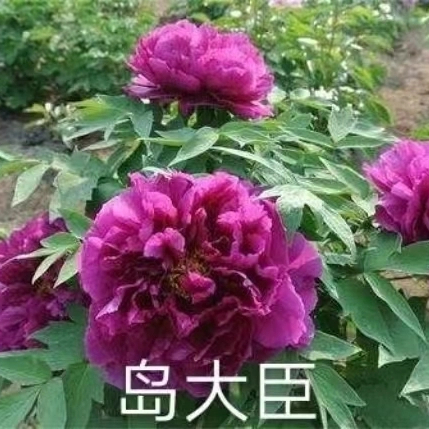 Dao Da Cheng Japanese Purple Peony 2-4 Branches