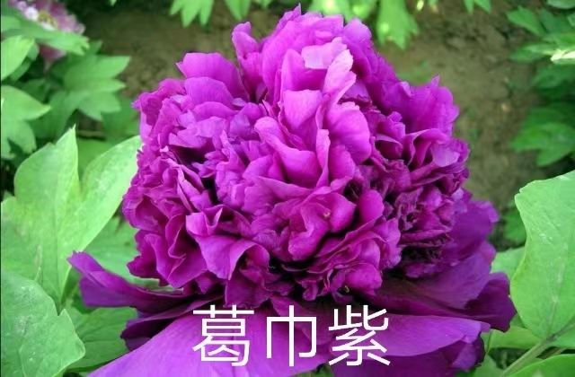 葛巾紫