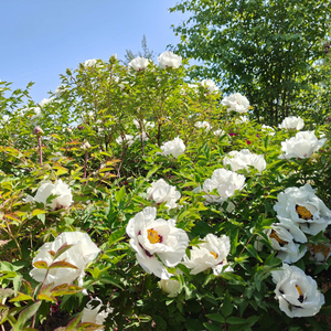 15 Tree Peony Different Color