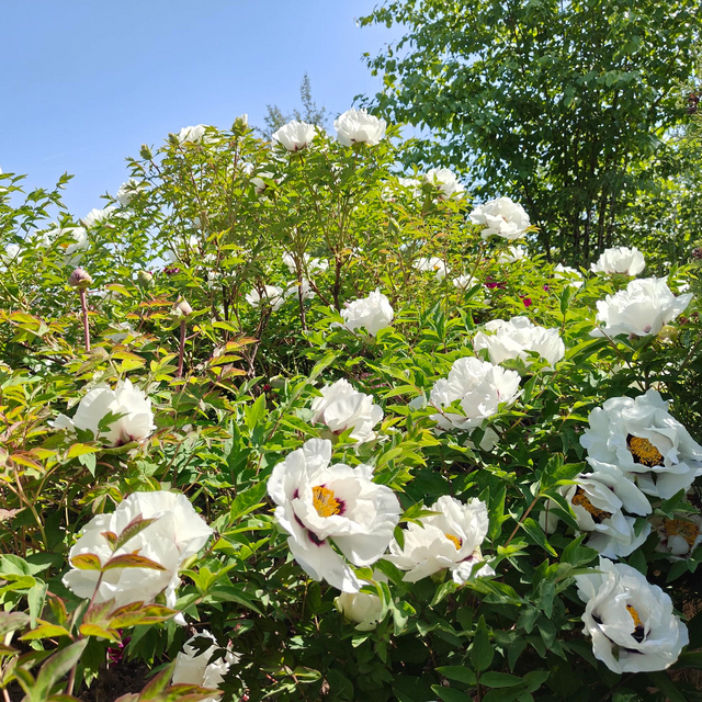 15 Tree Peony Different Color