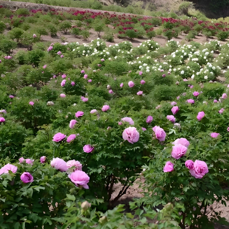 The Cultural Symbolism of Peony Flowers