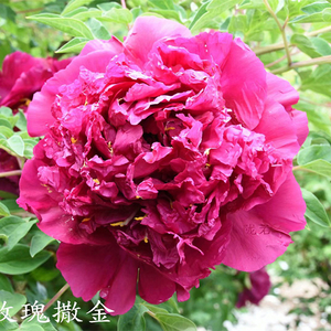 Mei Gui Sa Jin Red Precious Garden Tree Peony Root