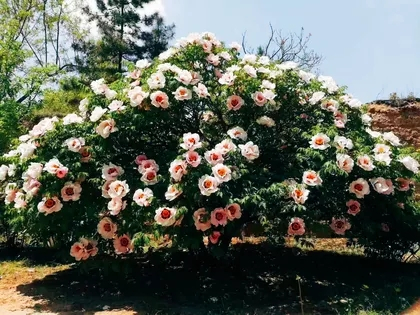 1 Single-pole Big Tree Peony.jpg