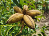 Organic Precious Big Tree Paeonia Peony Mixed Seeds