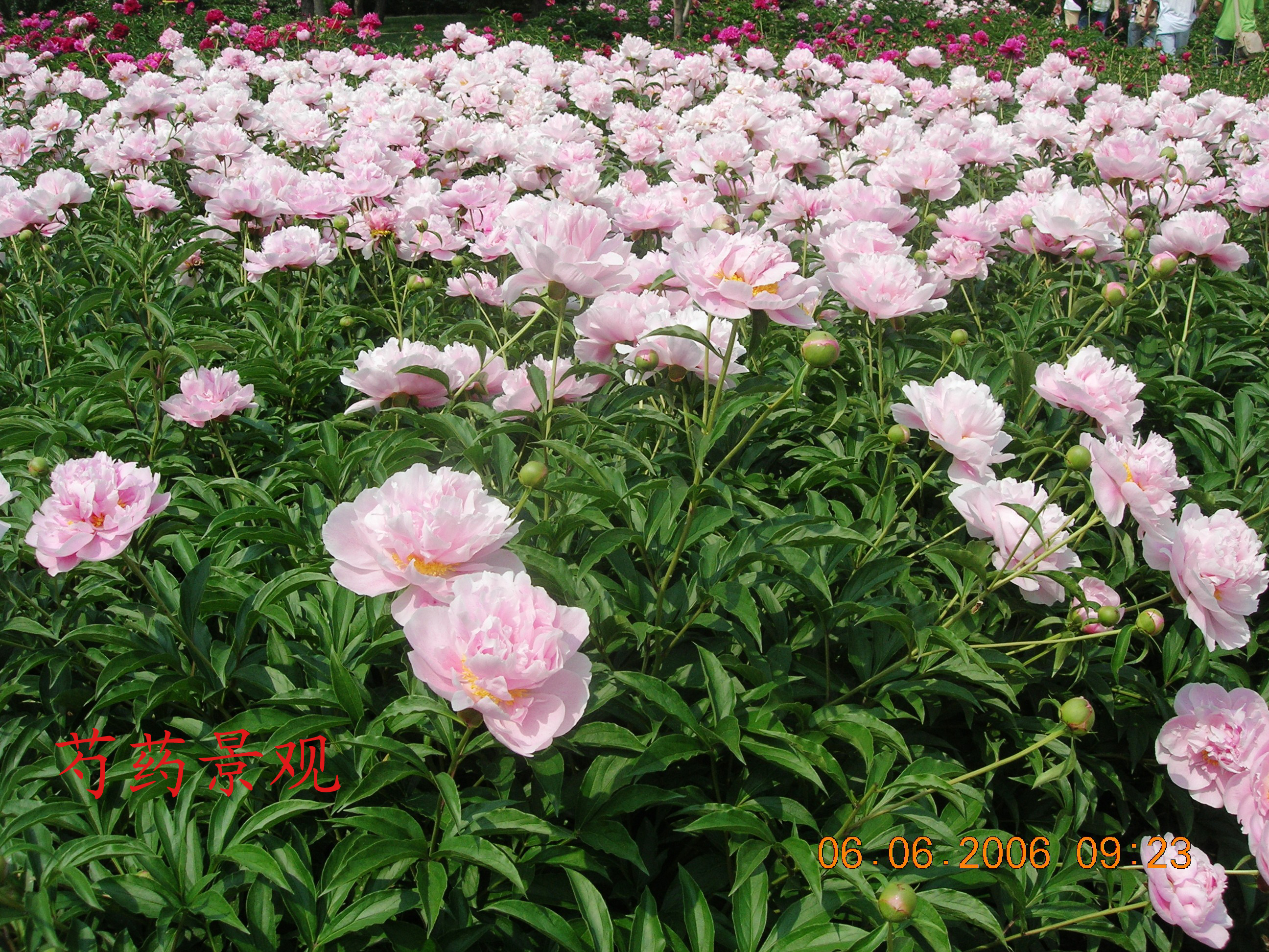 17 Chinese Herbaceous Peony Base