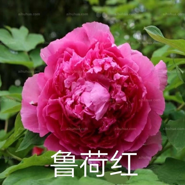 Lu He Hong Chinese Red Peony 2-4 Branches