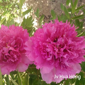 Ju Hua Hong，red Tree Peony，20-45cm