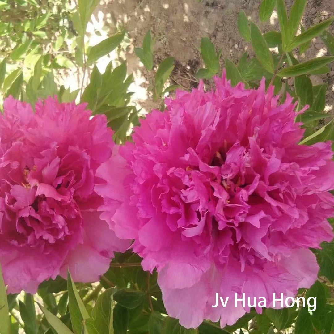 Ju Hua Hong，red Tree Peony，20-45cm