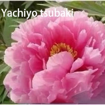 Yachiyo Tsubaki（Ba Qian Dai Chun）2-4 Branches Japanese Pink Peony