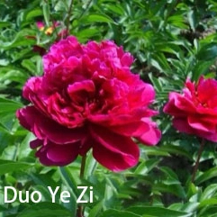 Duo Ye Zi Chinese Peony 2-4 Branches