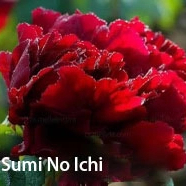 Sumi No Ichi （Mo Zhi Yi ）Japanese Black Peony 2-4 Branches