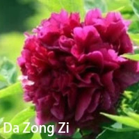 Da Zong Zi Chinese Peony 2-4 Branches