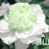 Xue Shan Qing Song Central Plains Peony White Peony