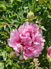 Peonies of Different Colors2