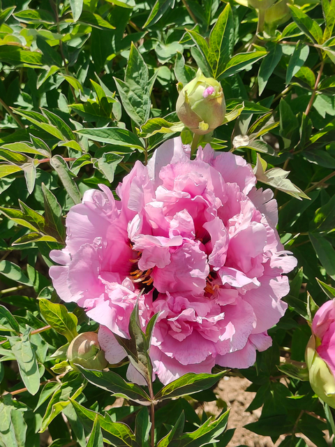 Peonies of Different Colors2