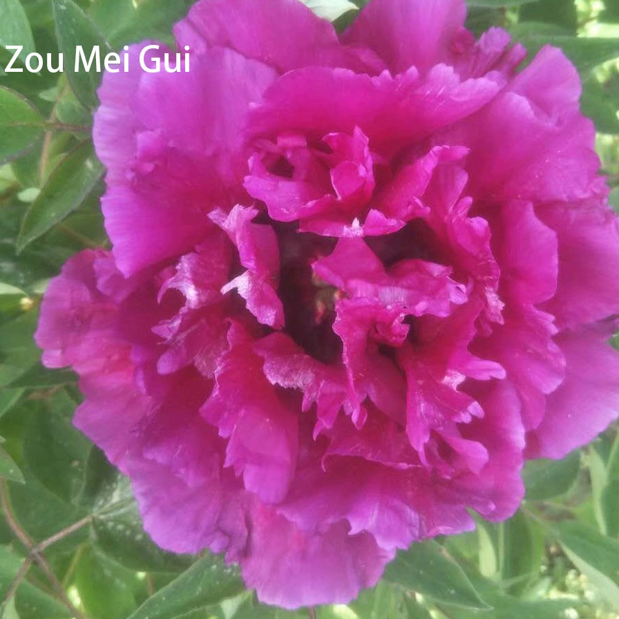 Zou Mei Gui 25-40cm,Chinese red tree peony