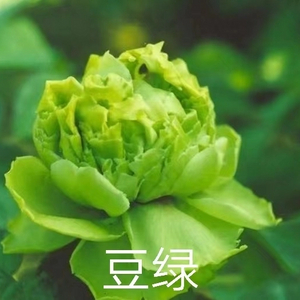 Dou Lv Green Japanese Peony 2-4 Branches