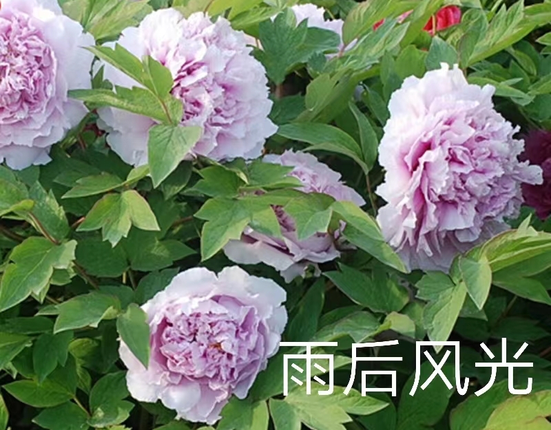 Yu Hou Feng Guang 2-4 Branches Pink Peony