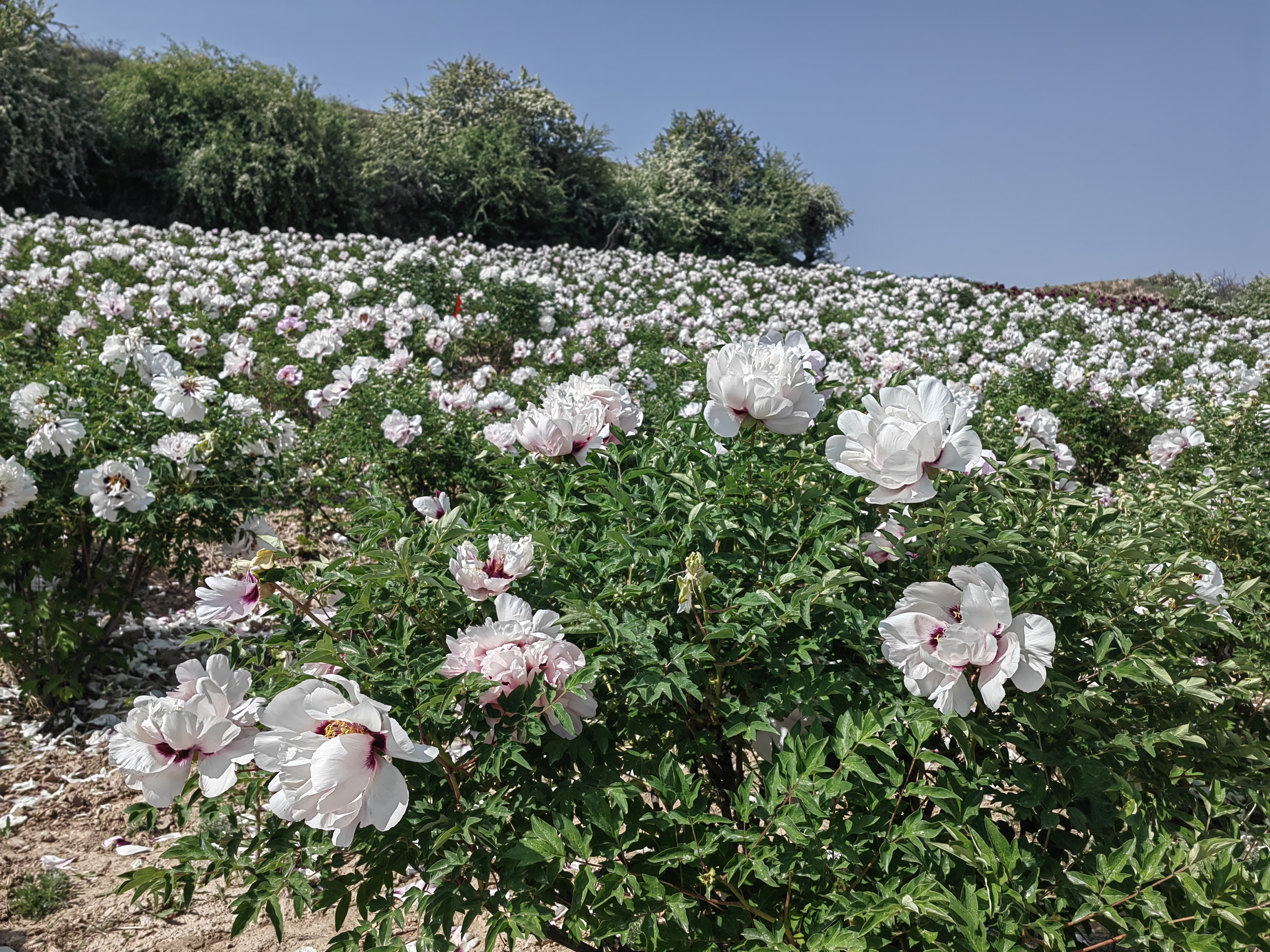 White Peony