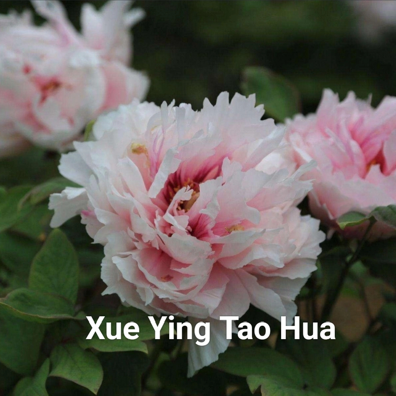 Xue Ying Tao Hua Chinese Pink Peony 2-4 Branches 20-45cm