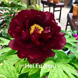 Hei Fu Ren Chinese Black Peony 2-4 Branches