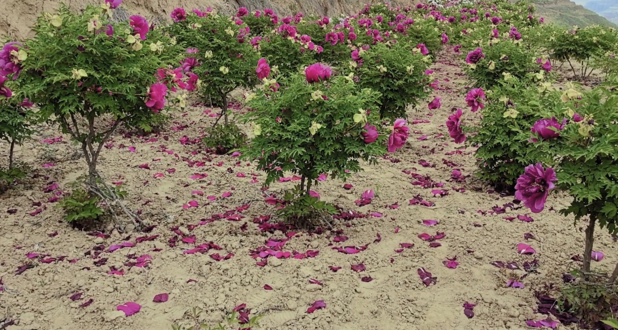 single stem tree peony