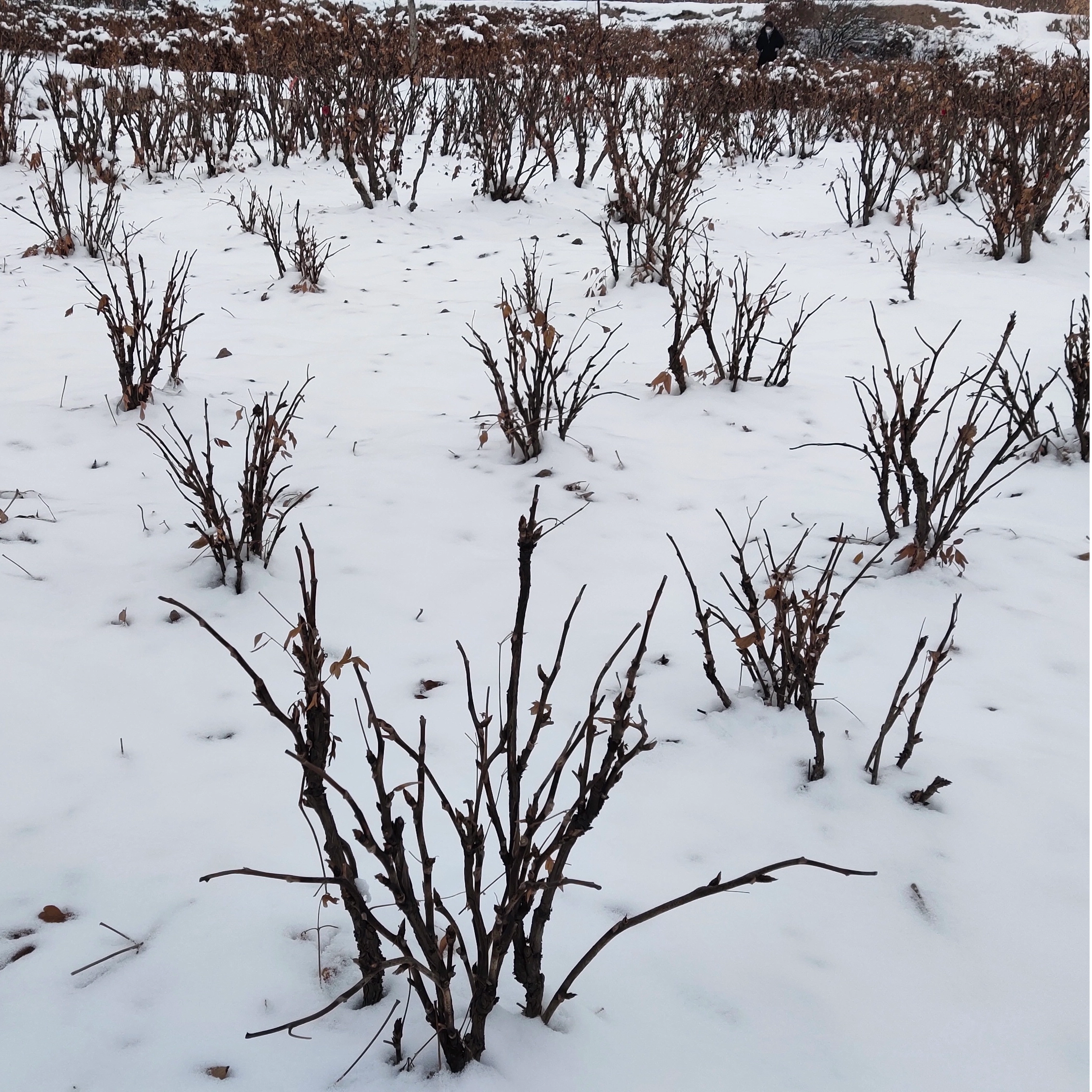 Zhongchuan Peony, The King of Cold Resistance