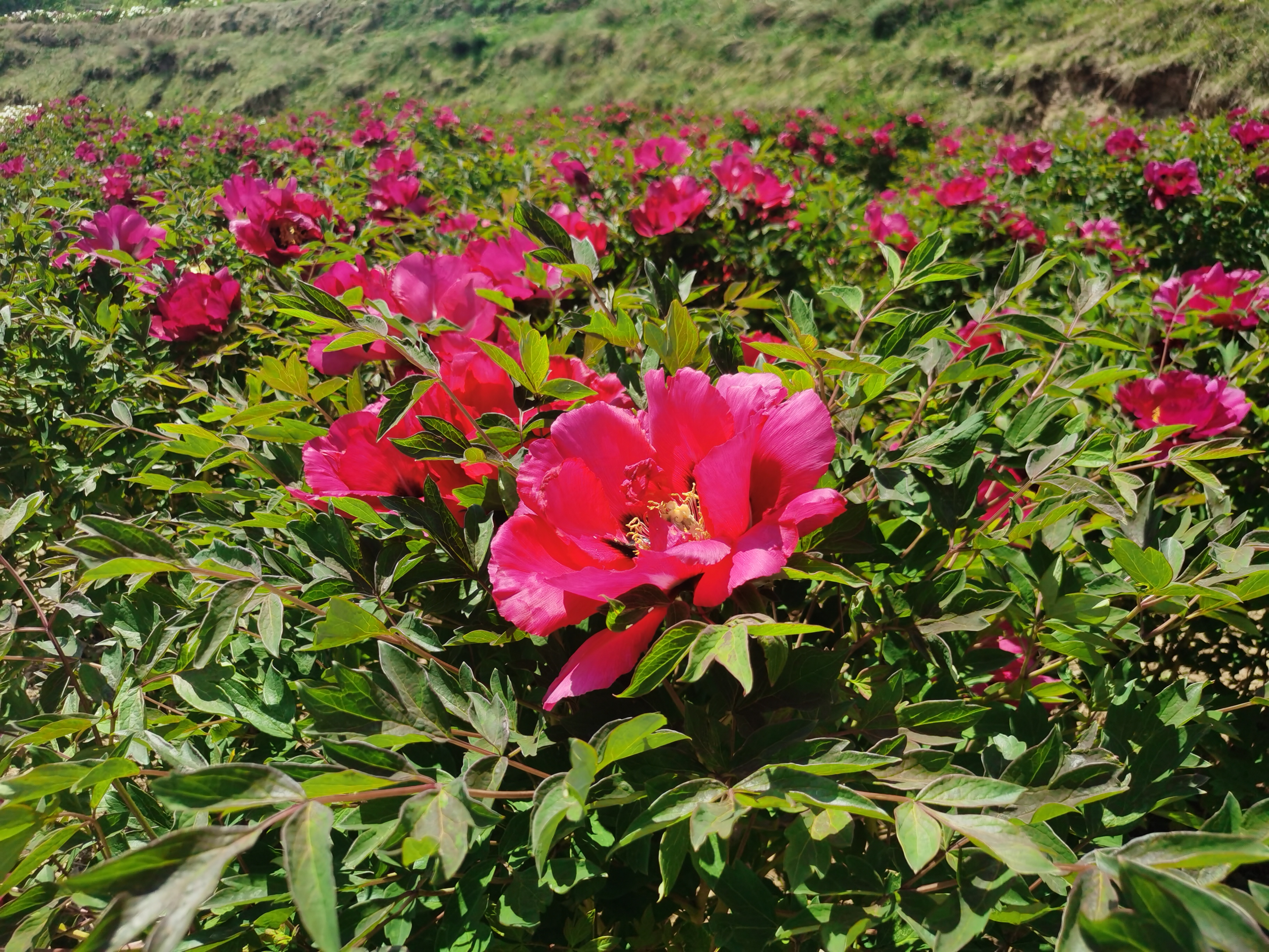 red tree peonies