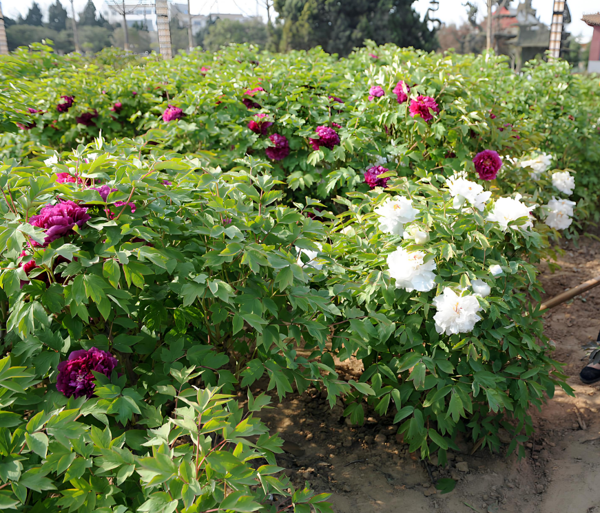 How To Fertilize Peonies in Spring？