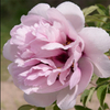 Fen Xi Shi, a Pink Chinese Tree Peony Variety Seedling