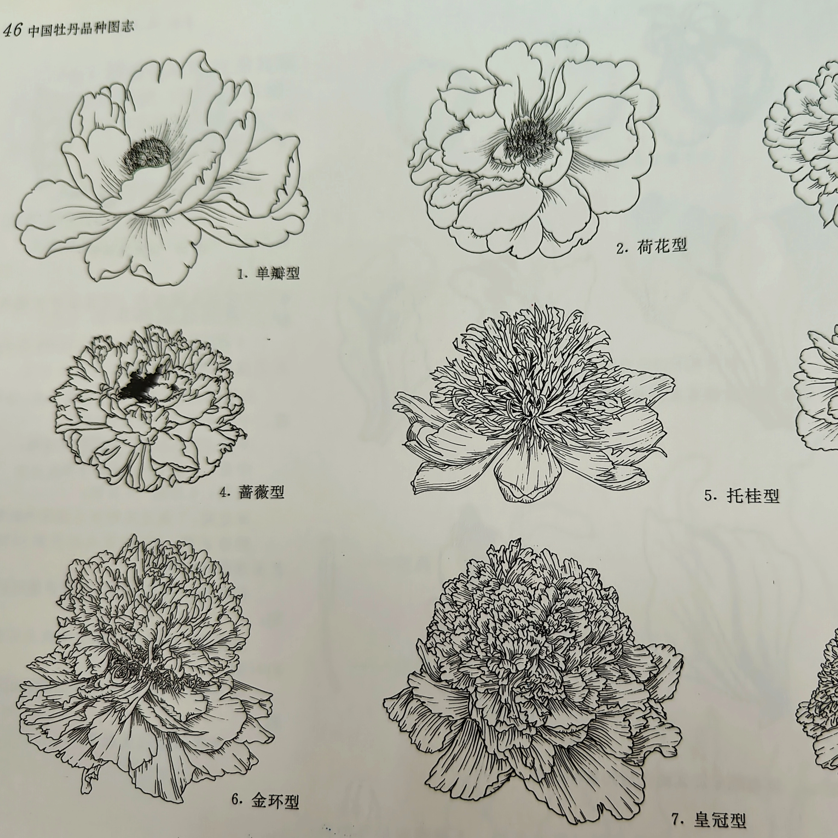 The Flower Pattern of Peony