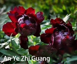 An ye Zhi Guang Black Chinese Peony 2-4 branches