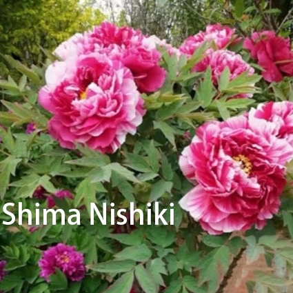 Dao Jin（Shima Nishiki） Muti Japanese Peony 2-4 Branches