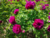 Peonies of Different Colors2