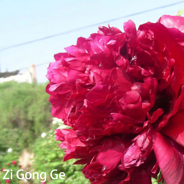 Zi Gong Ge Red Tree Peony White Peony 20-45cm