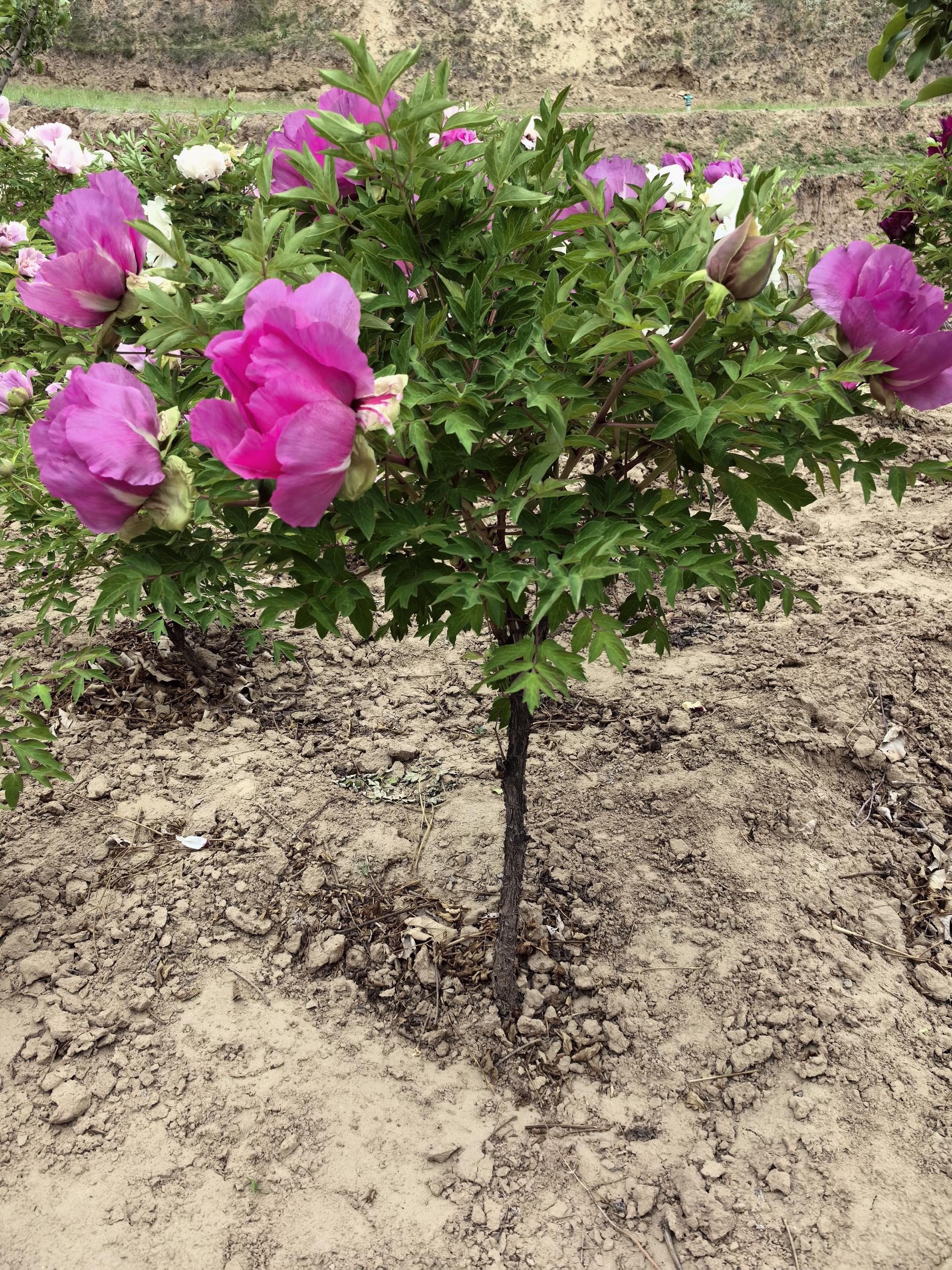 single-stem tree peony