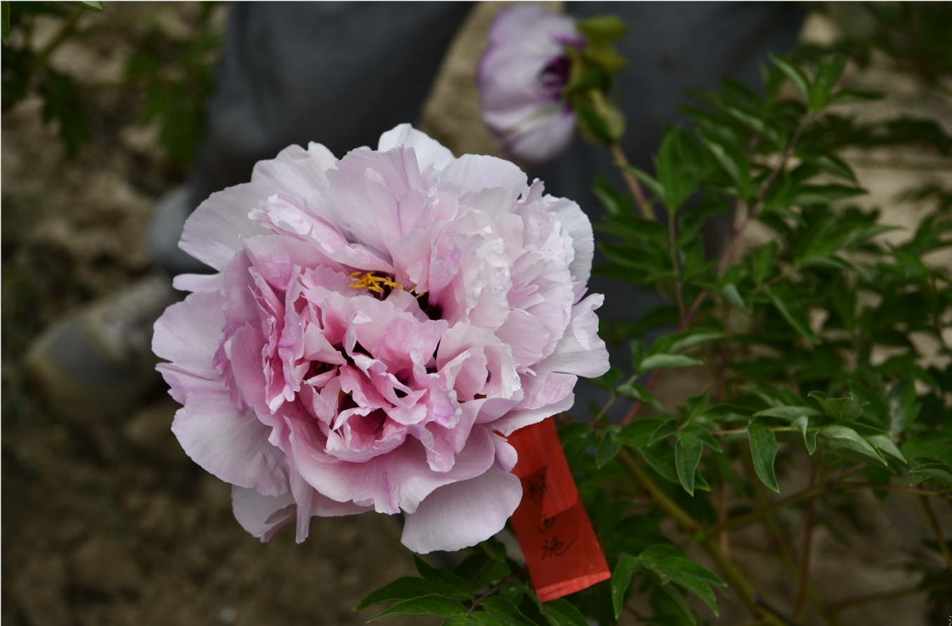 Pink Peonies Flower