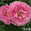 Rou Fu Rong 2-4 Branches Pink Peony