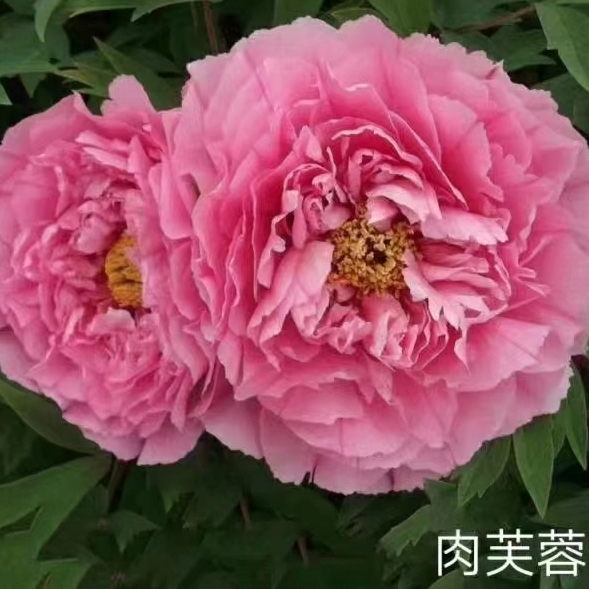 Rou Fu Rong 2-4 Branches Pink Peony