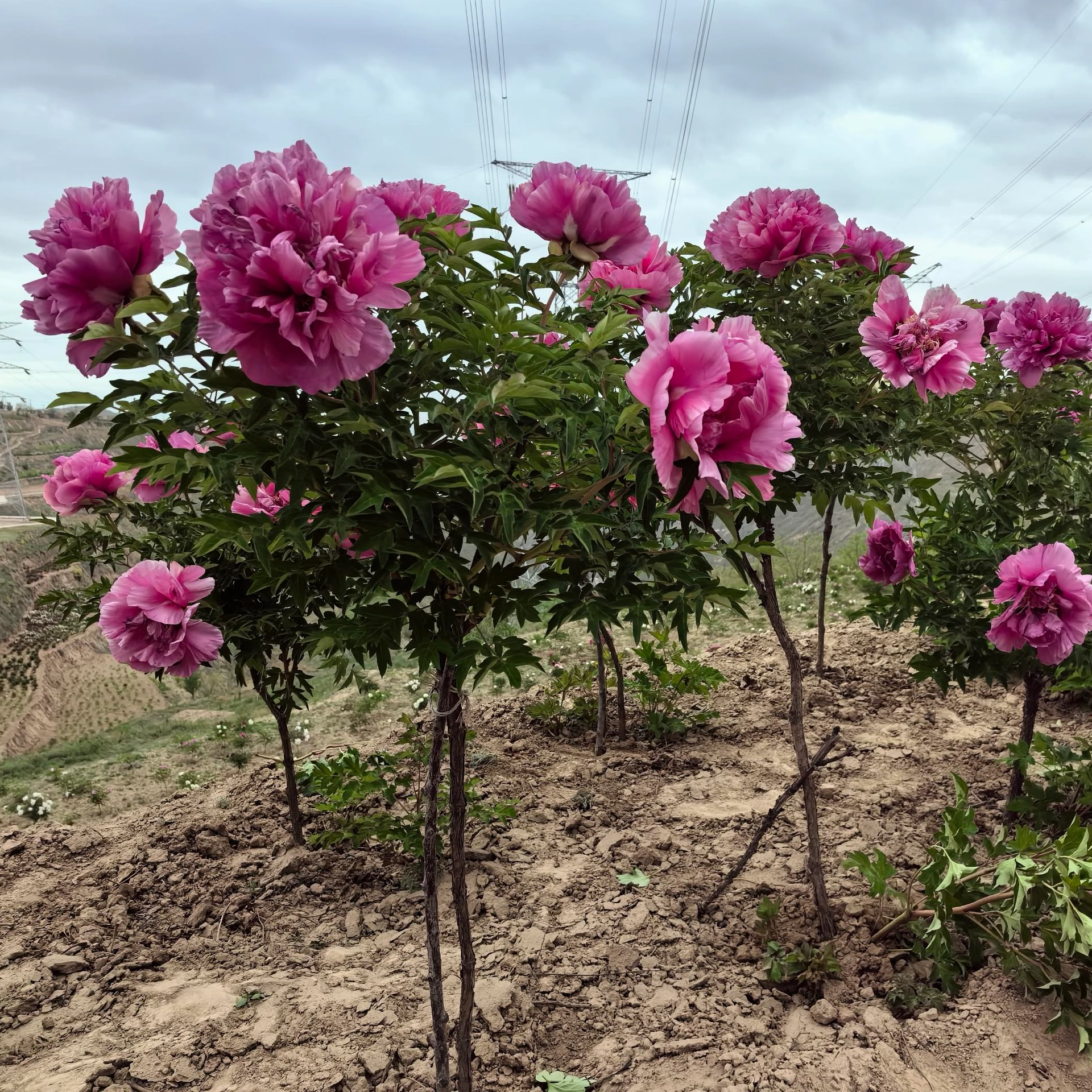 Why Is The Ornamental And Economic Value of A Single Stem Peony Higher?